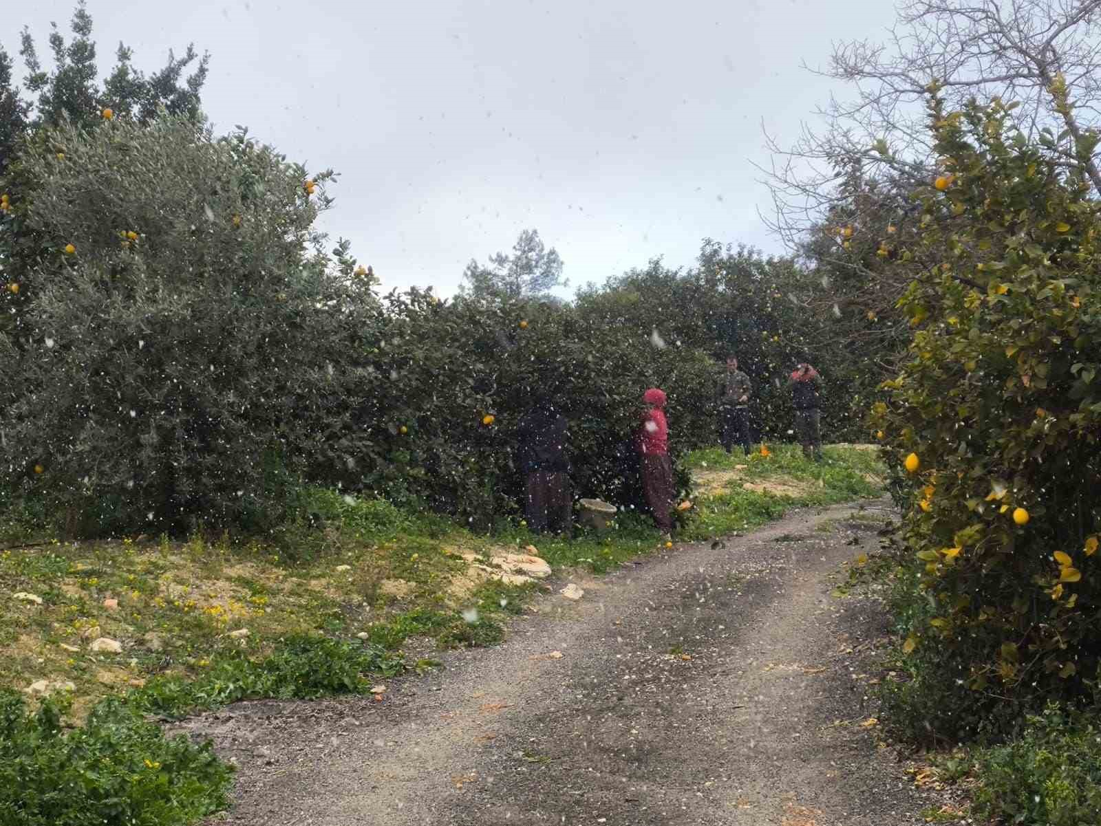 Mersin’de kar altında limon hasadı