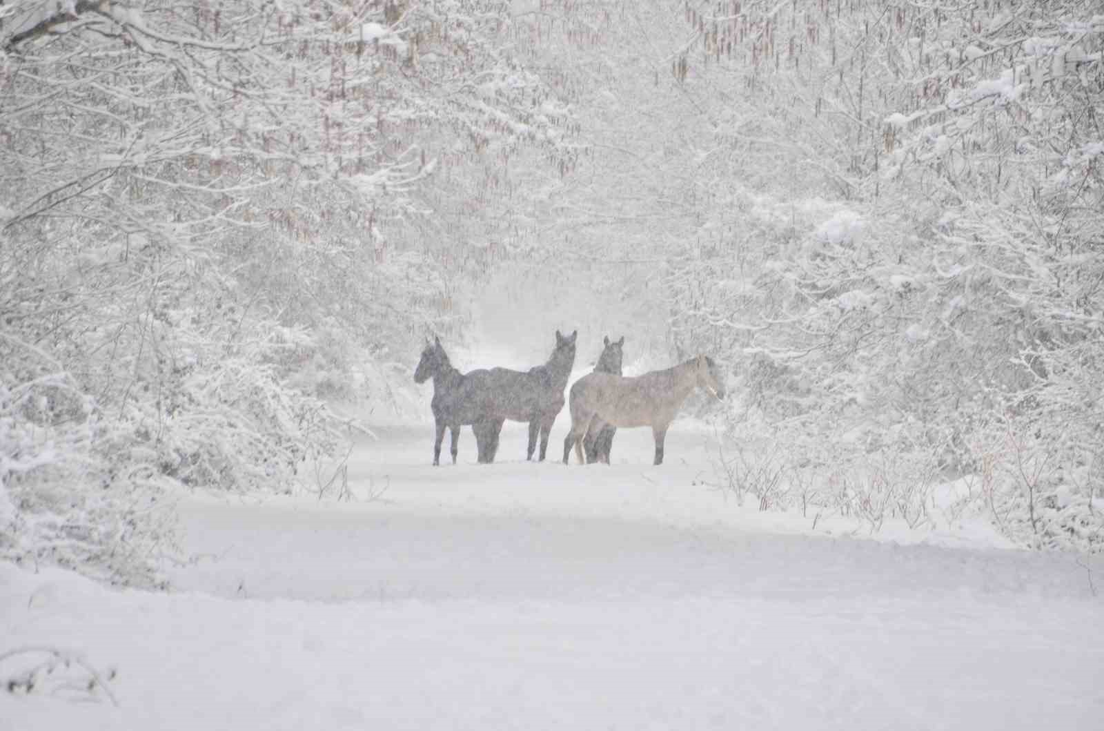 Samsun’da yaban hayatı koruma sahasında hayvanlar yemlendi
