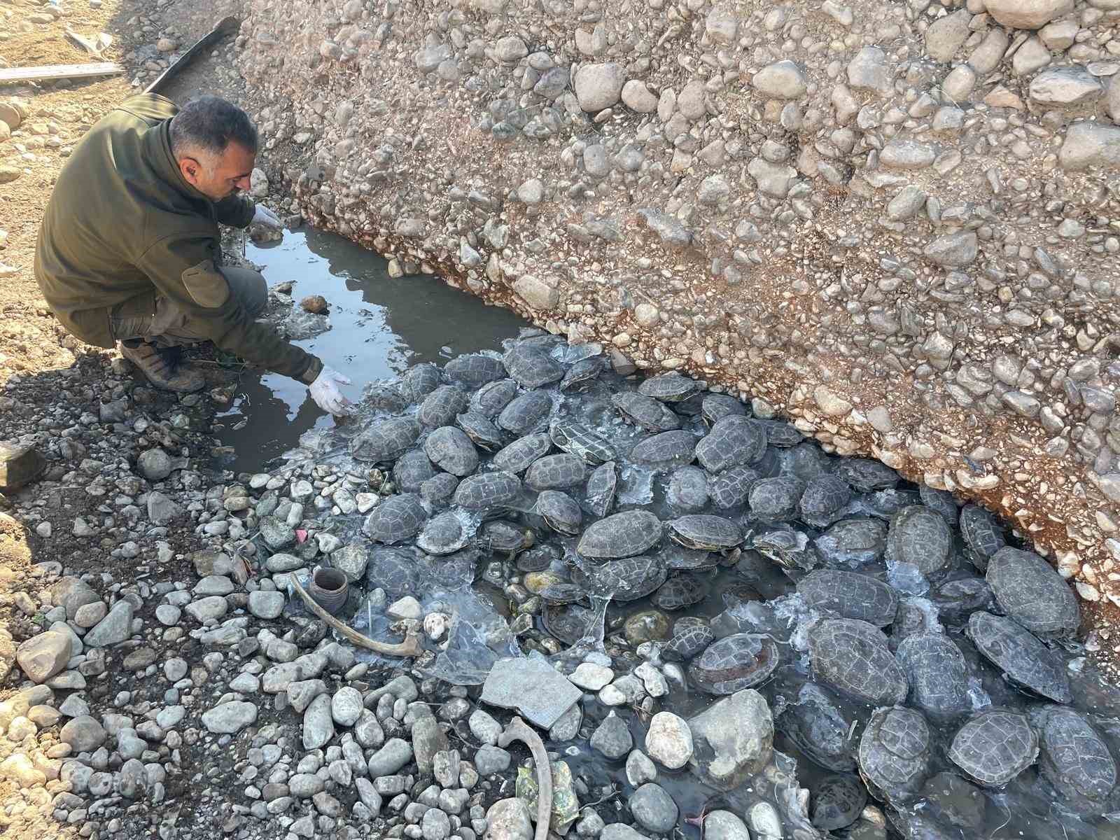 Mahsur kalan 316 kaplumbağa rehabilitasyon merkezine götürüldü
