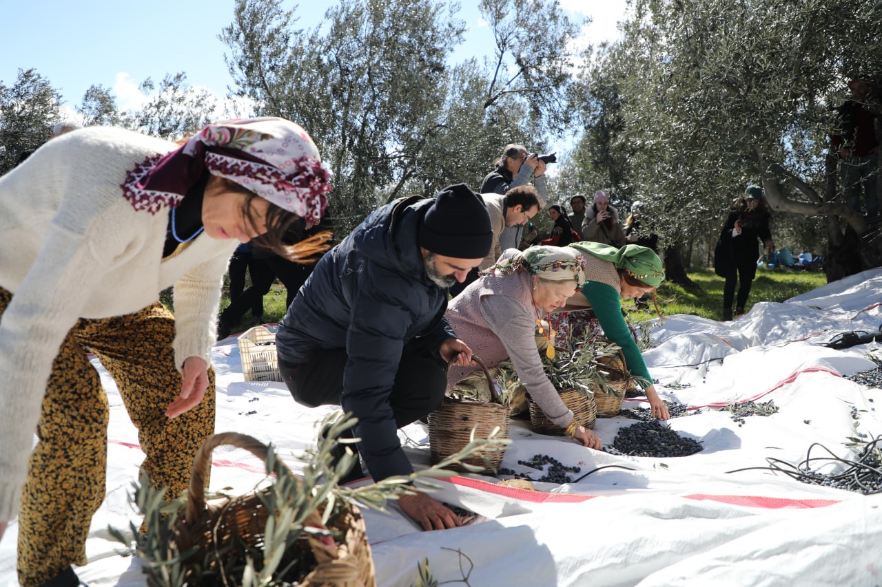 Edremit’te zeytin hasadı Meci geleneği ile son buldu
