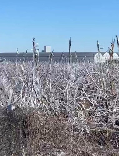 Mersin’de şeftali ağaçları buz tuttu
