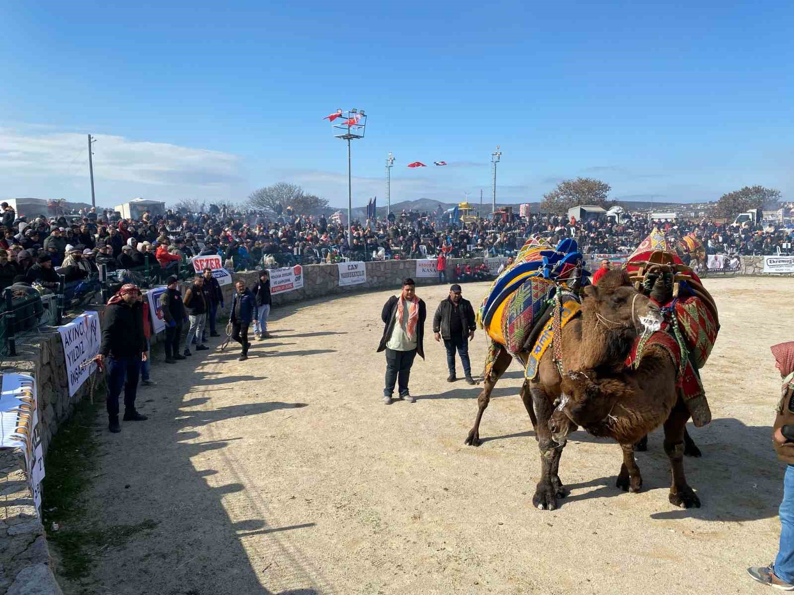 Ayvacık’ta deve güreşleri nefesleri kesti
