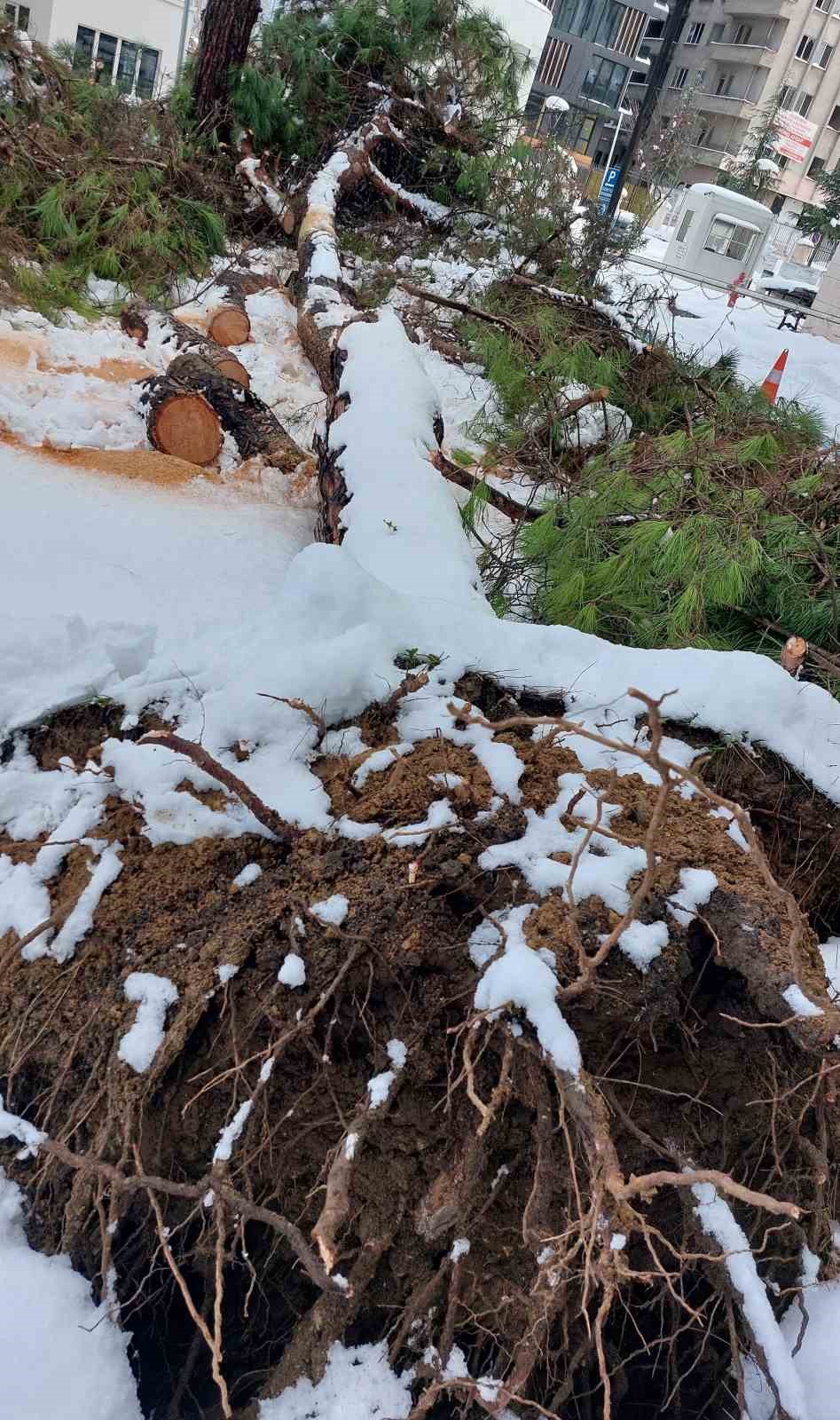 Karın ağırlığını taşıyamayan ağaç kökünden devrildi
