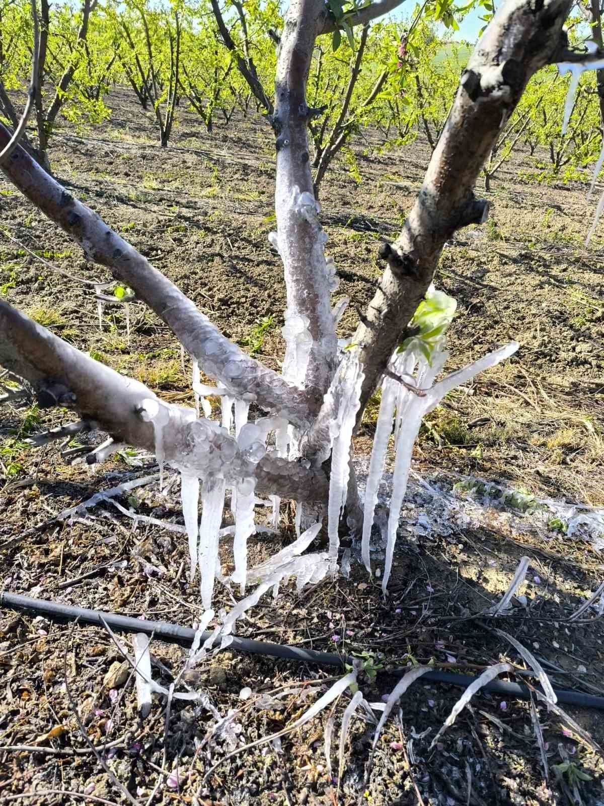 Tarsus’ta ağaçlarda buz sarkıtları oluştu
