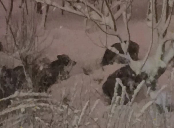 Ordu&rsquo;da domuzlar şehir merkezine indi
