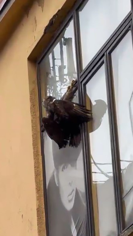 Artvin&rsquo;de kuşların tuhaf halleri g&ouml;r&uuml;nt&uuml;lendi
