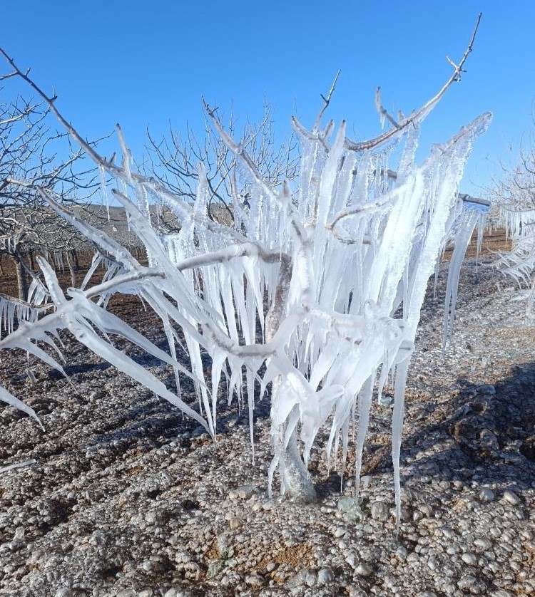 Adıyaman&rsquo;da fıstık bah&ccedil;esi buz tuttu
