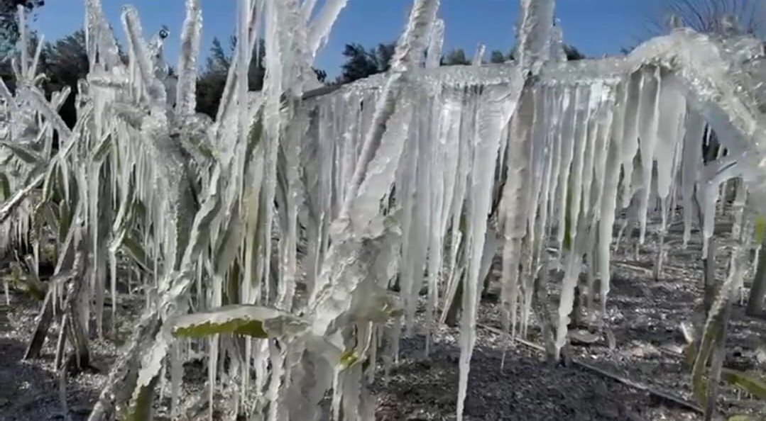 Adana’da ejder meyvesi buz tuttu