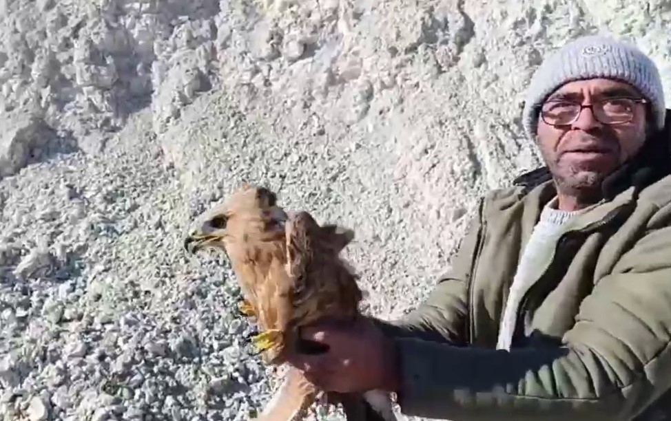 Yaralı şahin &ouml;zg&uuml;rl&uuml;ğ&uuml;ne kavuştu
