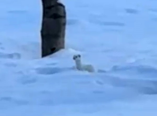 Tatvan’da beyaz gelincik görüntülendi