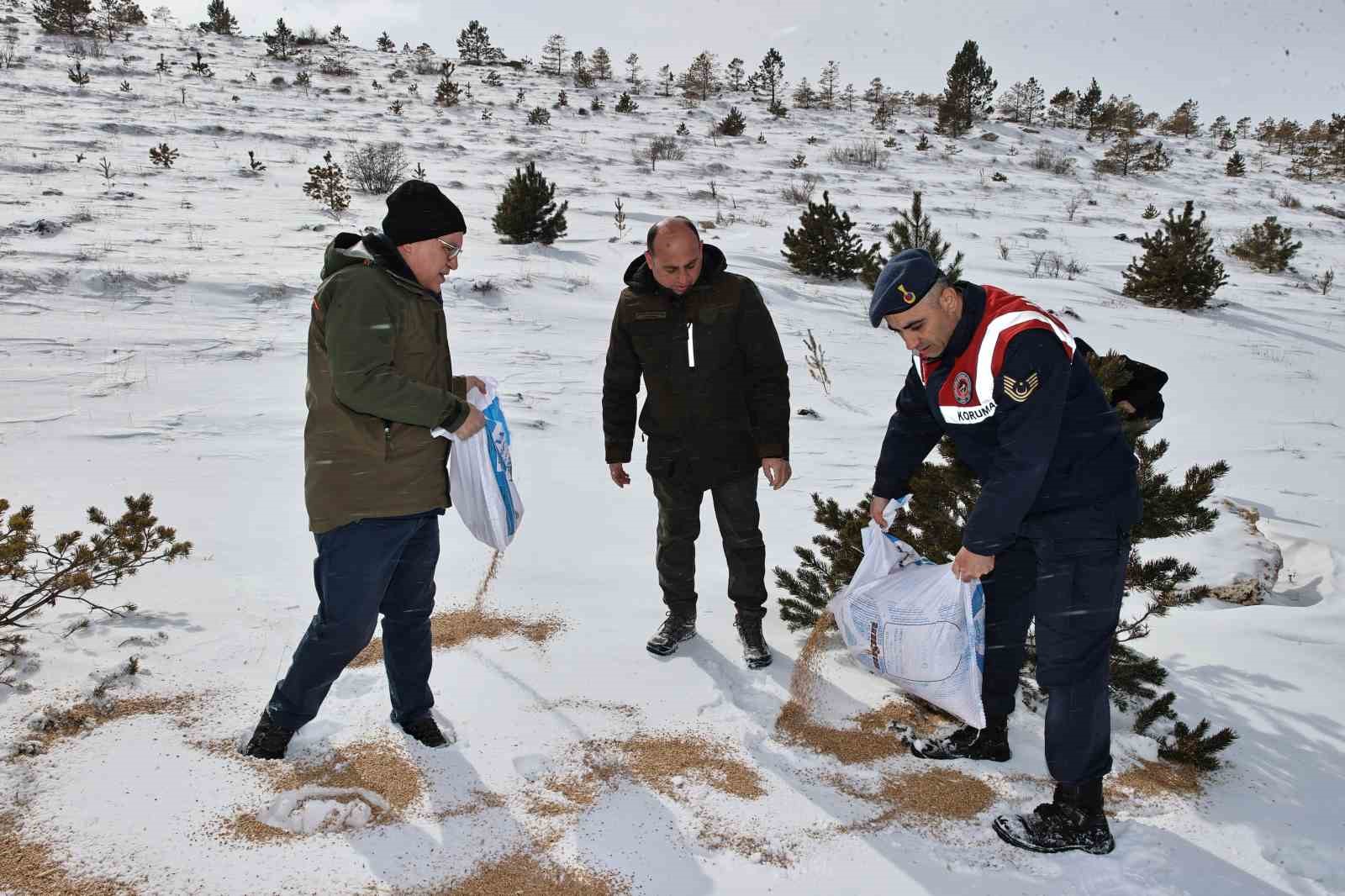 Sivas’ta yaban hayatı unutulmadı, 12 ton yem doğaya bırakıldı
