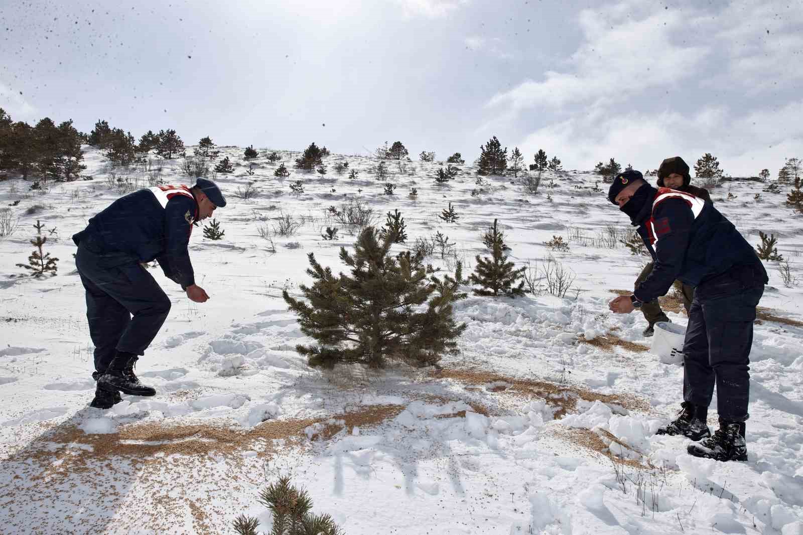 Sivas&rsquo;ta yaban hayatı unutulmadı, 12 ton yem doğaya bırakıldı
