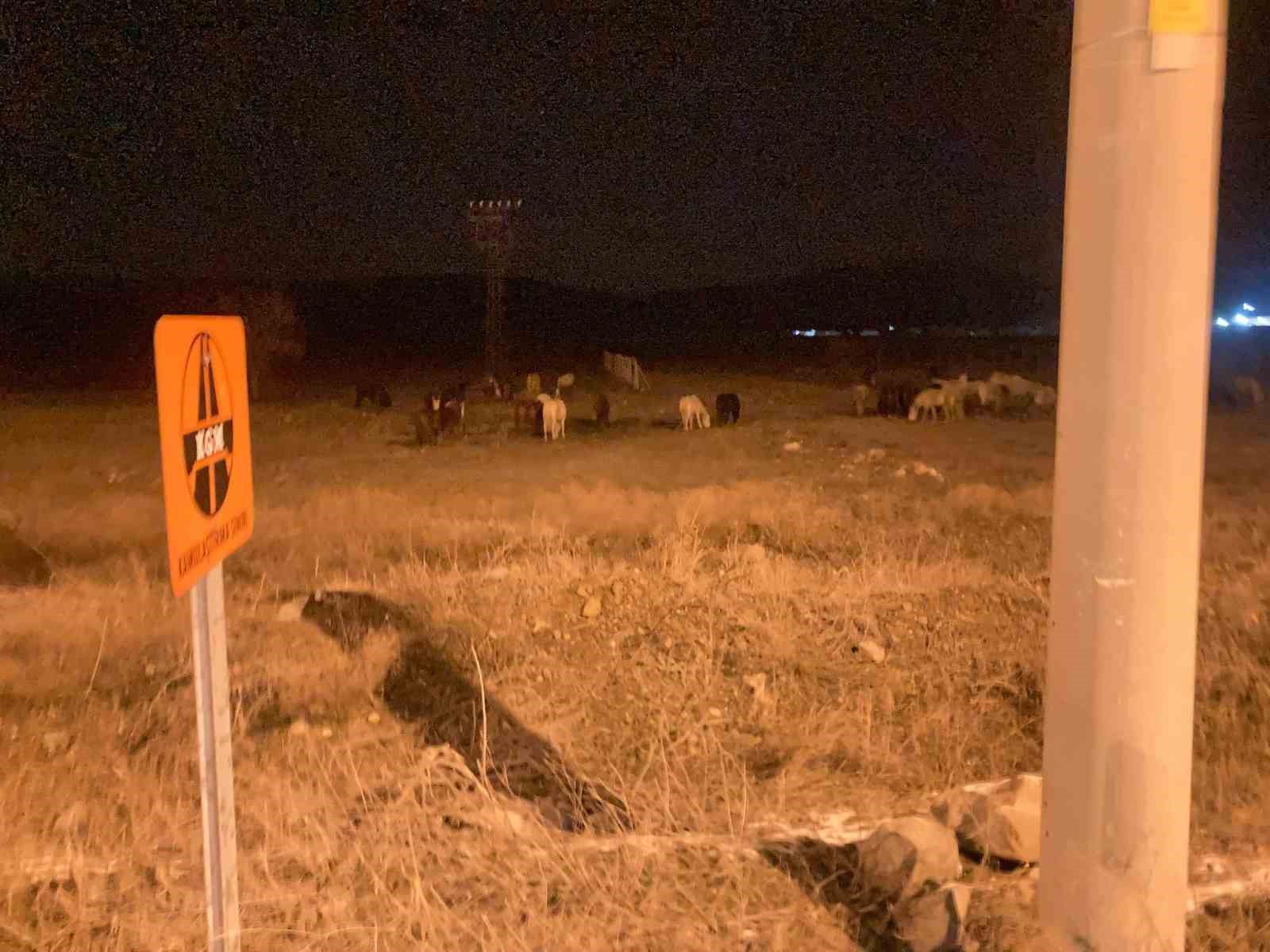 Kütahya’da yılkı atları şehir merkezine indi