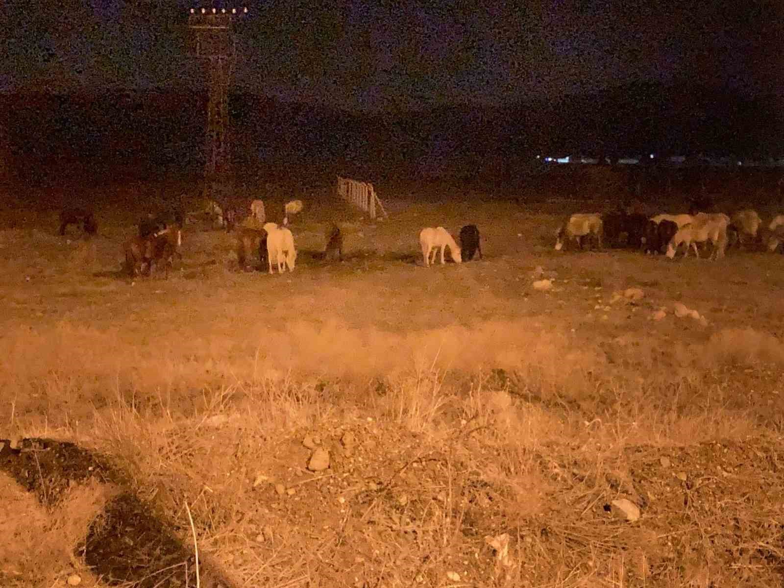 K&uuml;tahya&rsquo;da yılkı atları şehir merkezine indi
