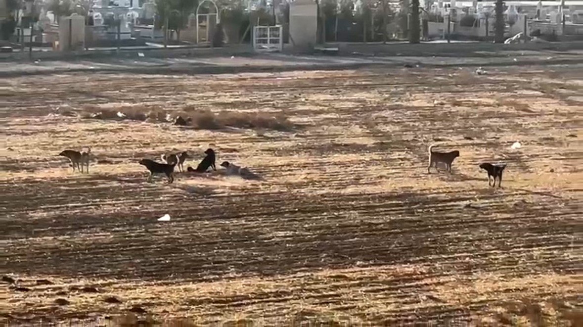 Nusaybin’de başıboş sokak köpekleri okul çevrelerinde tedirginliğe neden oluyor