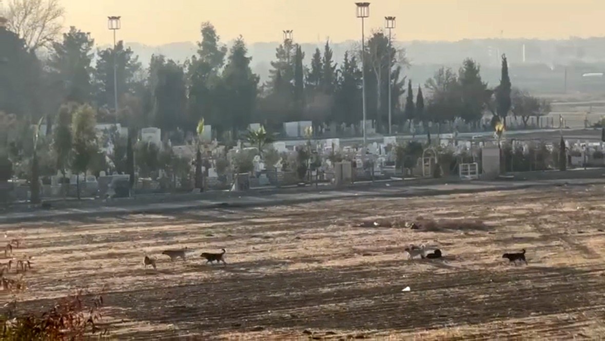 Nusaybin’de başıboş sokak köpekleri okul çevrelerinde tedirginliğe neden oluyor
