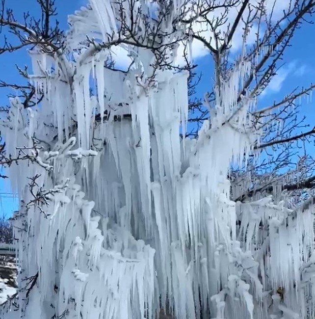 Malatya’da kayısı ağaçları buz kesti
