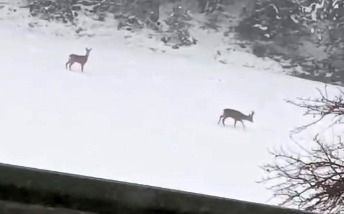 Geyiklerin kar neşesi kamerada