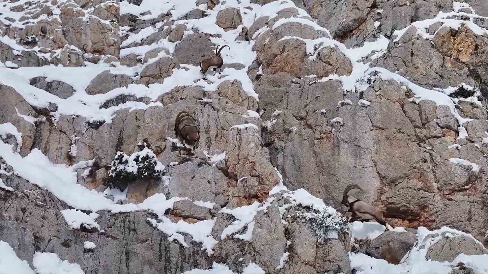 Yaban keçileri Gümüşhane’nin karla kaplı zirvelerinde görsel şölen oluşturdu