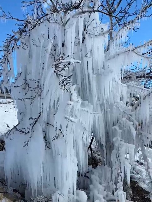 Malatya’da kayısı ağaçları buz kesti