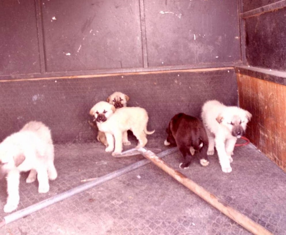 Refahiye’de başıboş köpekler toplatıldı