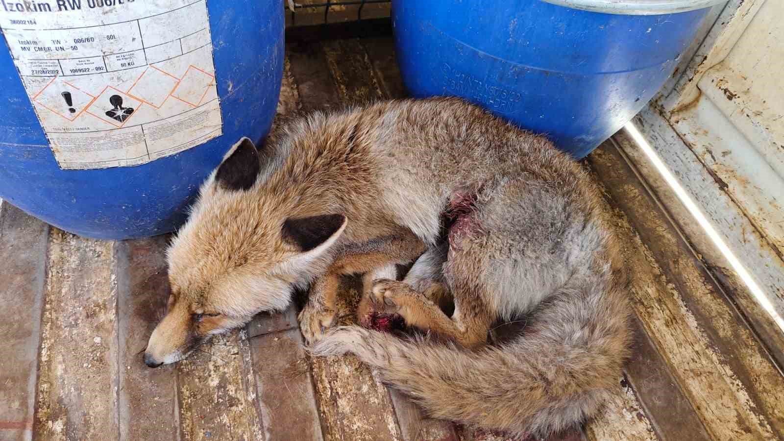 Çorum’da yaralı halde bulunan tilki tedavi altına alındı