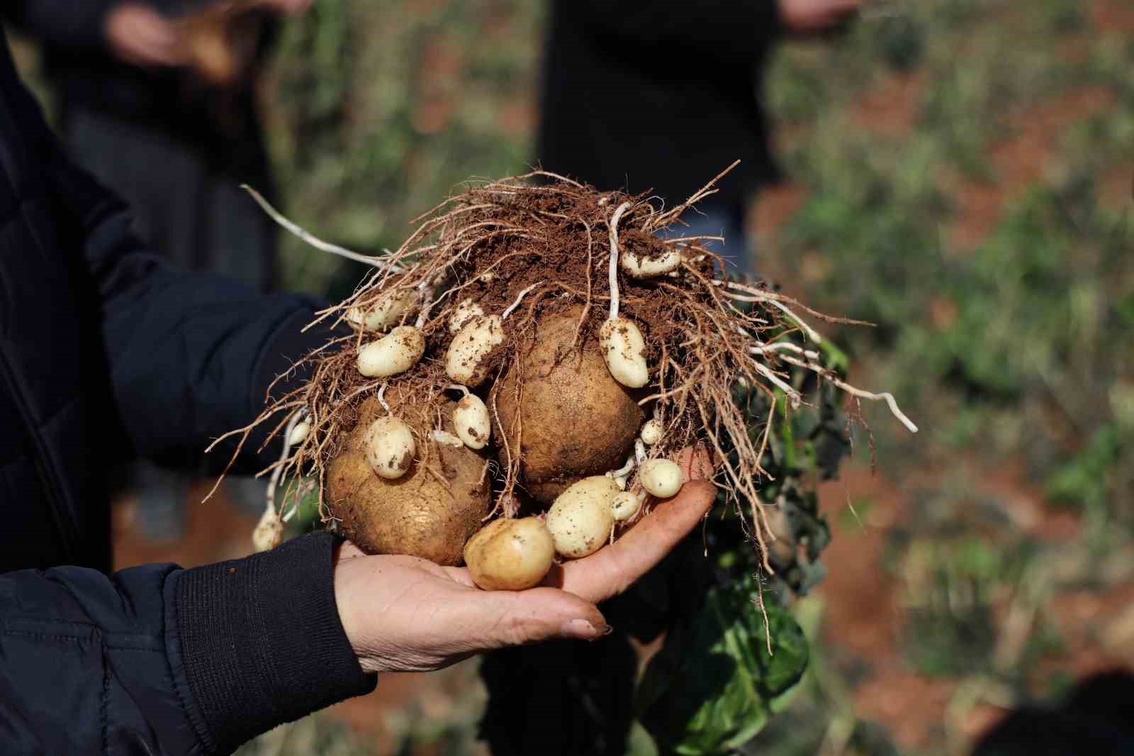 Çukurova’da 4 günlük zirai don, ürünleri etkiledi