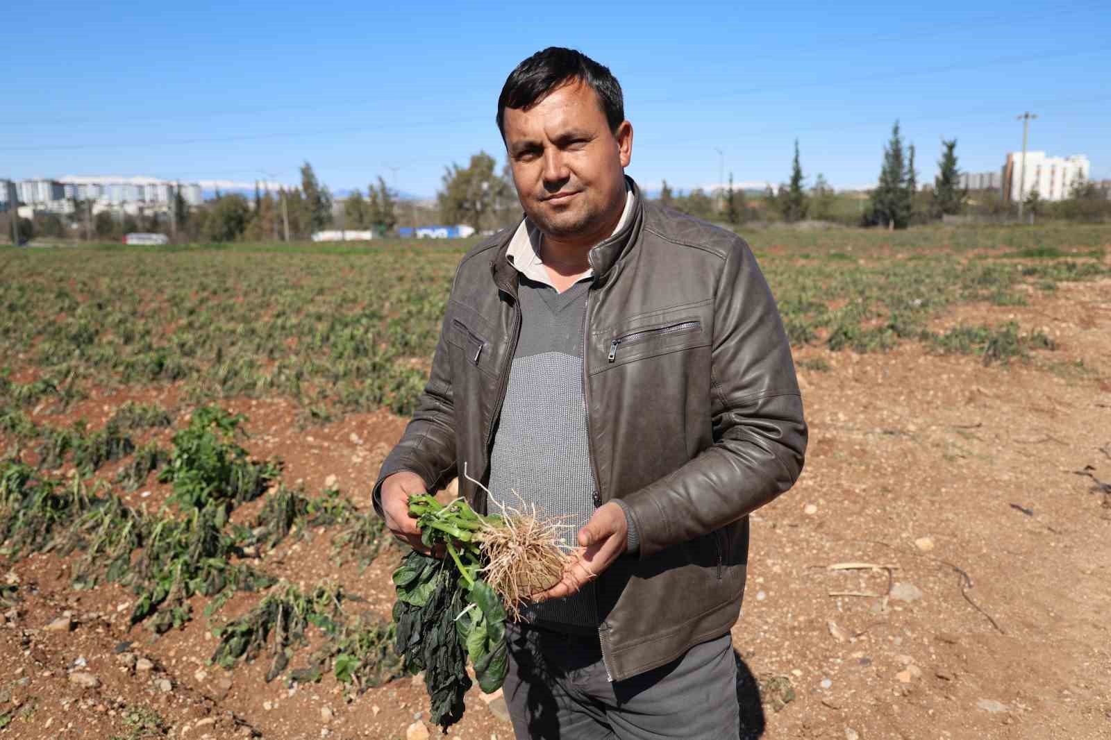 Çukurova’da 4 günlük zirai don, ürünleri etkiledi
