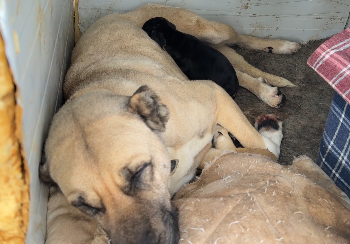 Kangal köpeğinin yavru köpek merhameti iç ısıttı