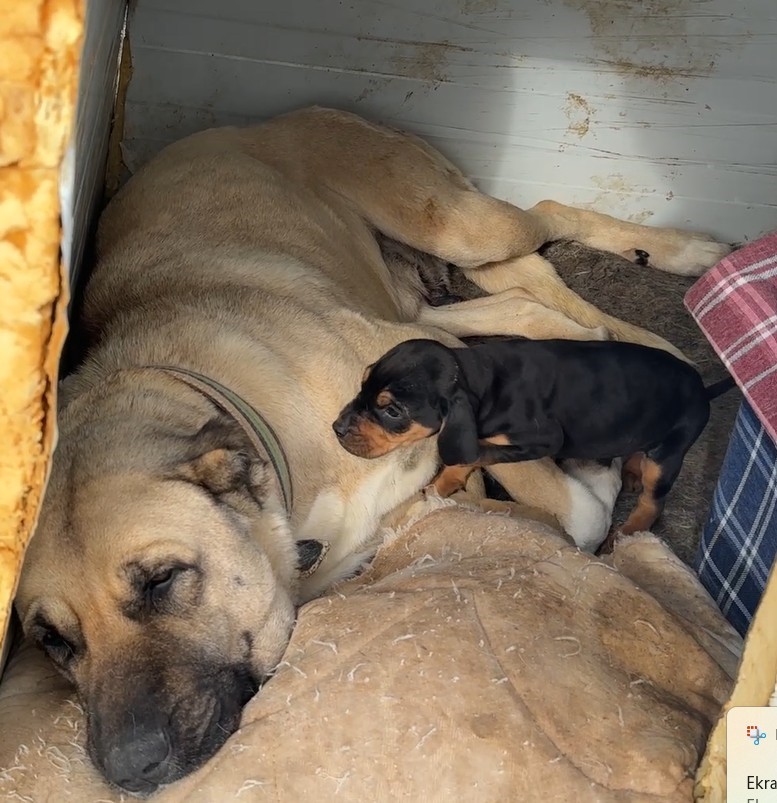 Kangal köpeğinin yavru köpek merhameti iç ısıttı