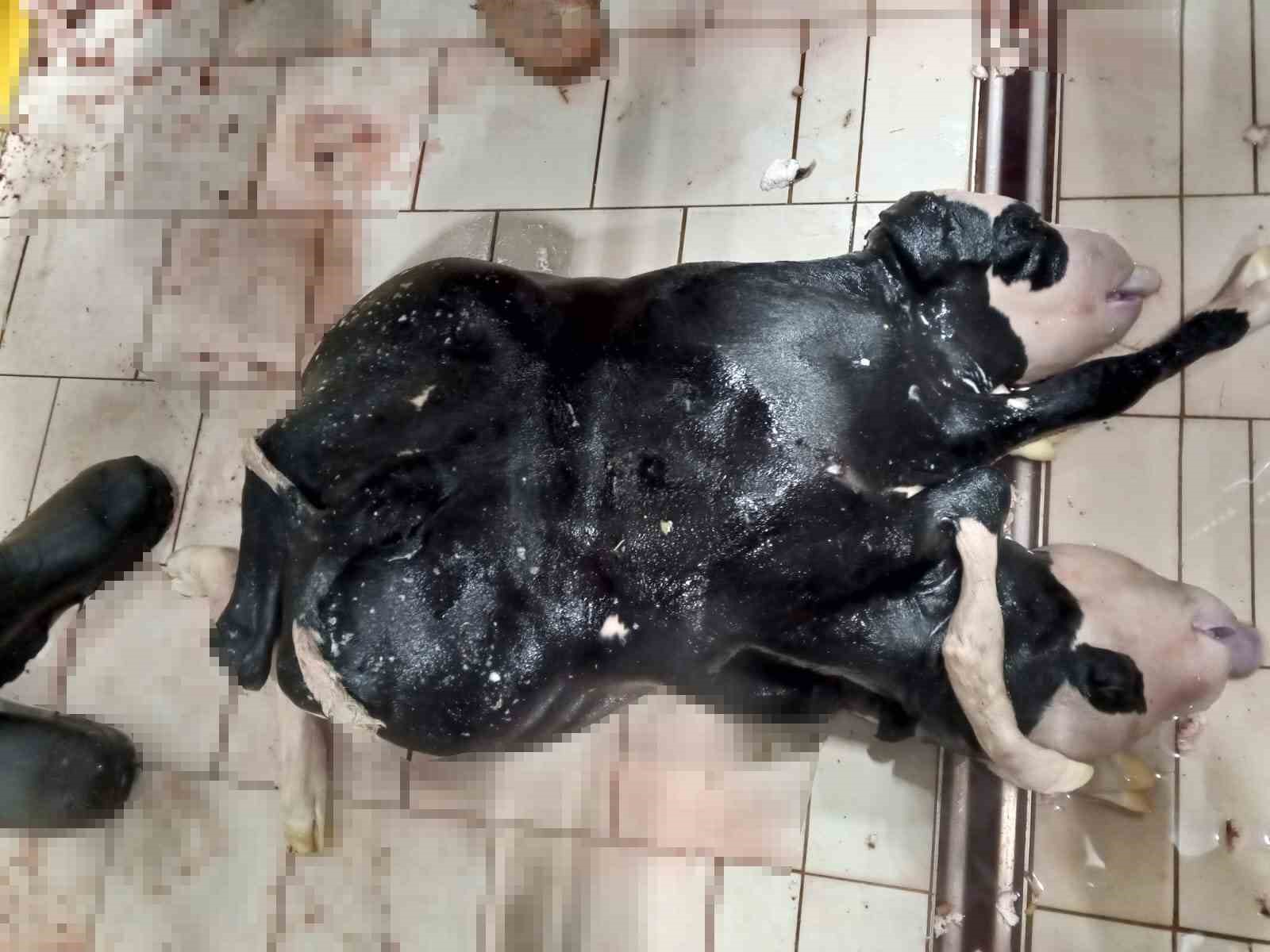 Konya’da 6 ayaklı ve 2 başlı buzağı doğdu