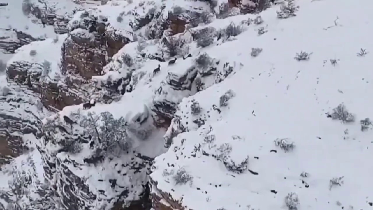 Kurt ile ke&ccedil;iler yaban hayatında g&ouml;r&uuml;nt&uuml;lendi
