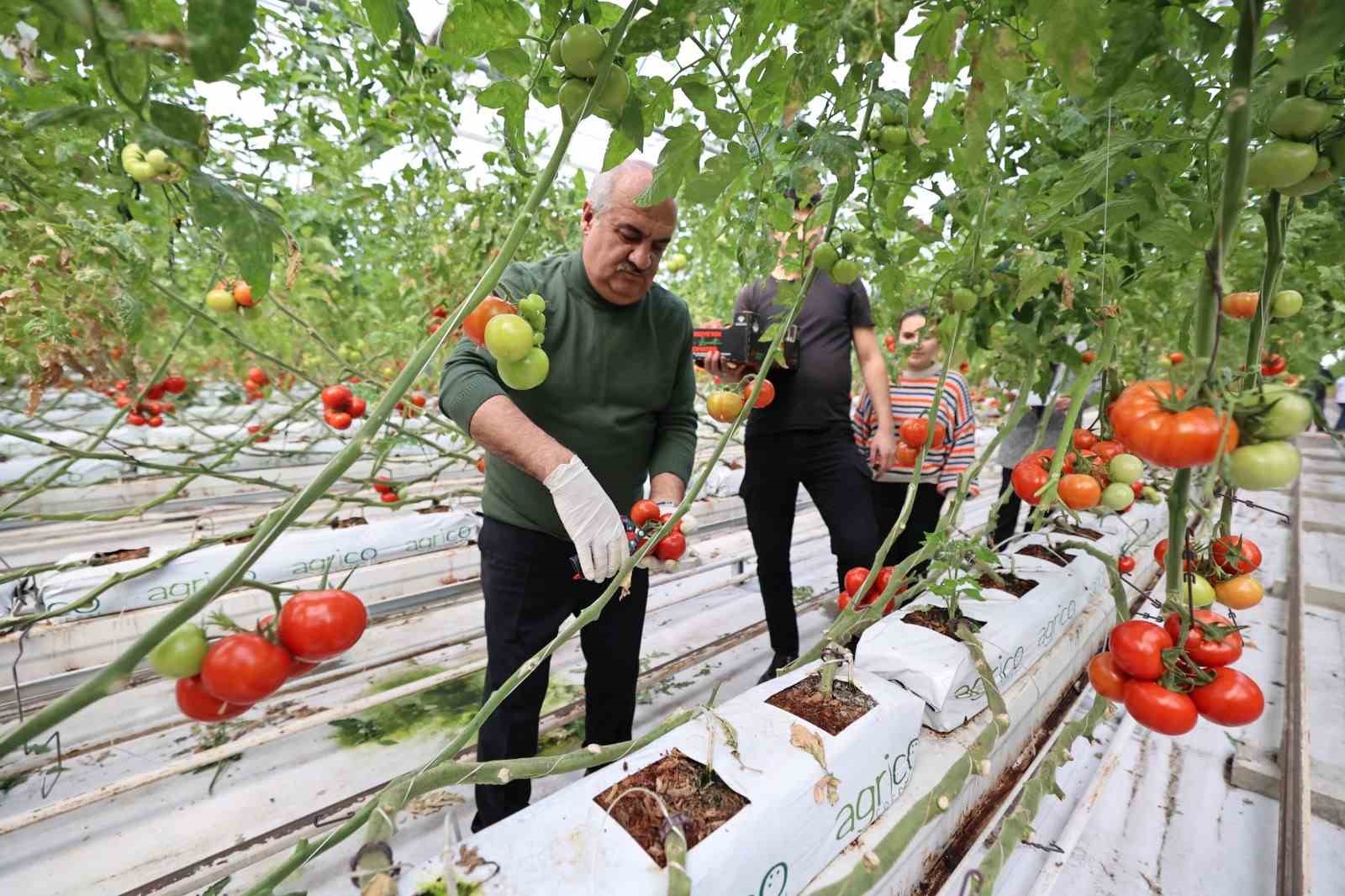 Aziziye’nin termal seralarında yeni dönem
