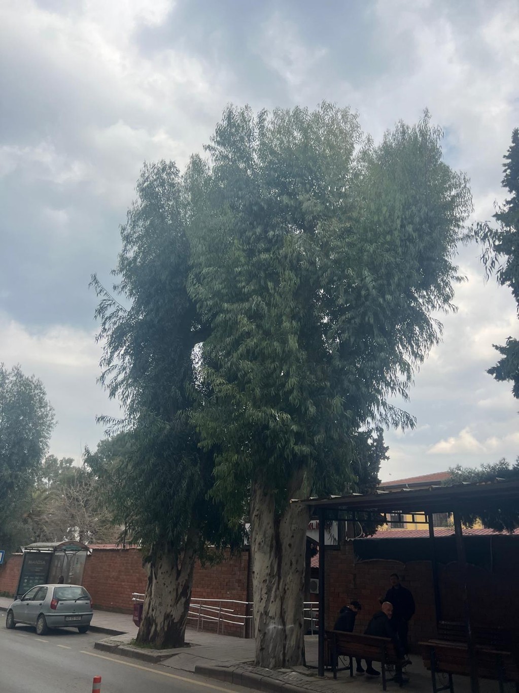 Şehzadeler Belediyesi&rsquo;nden trafik g&uuml;venliği i&ccedil;in budama &ccedil;alışması
