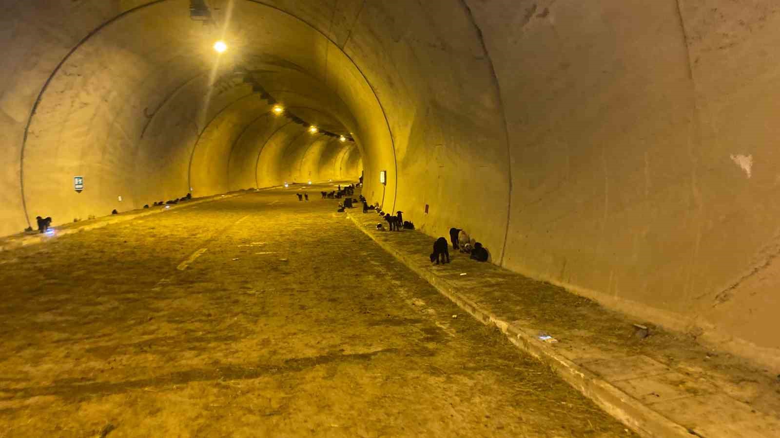 50 k&uuml;&ccedil;&uuml;kbaş hayvanı telef olan besici karayolu t&uuml;neline sığındı
