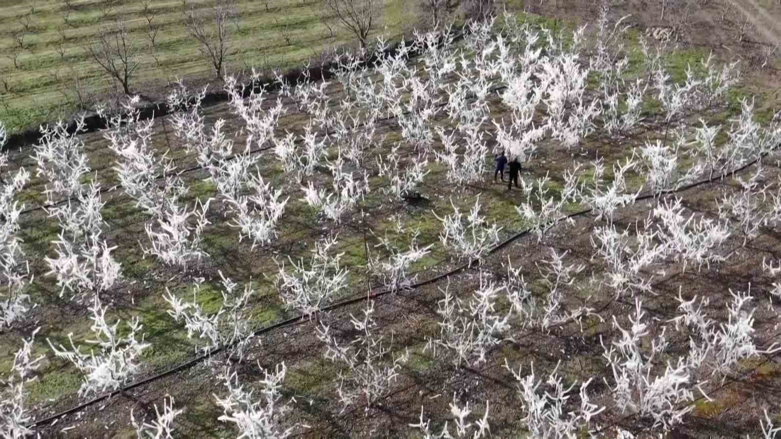 Amasyalı çiftçi 400 ağacı aşırı soğuktan korumak için dondurdu, görenler şaştı kaldı