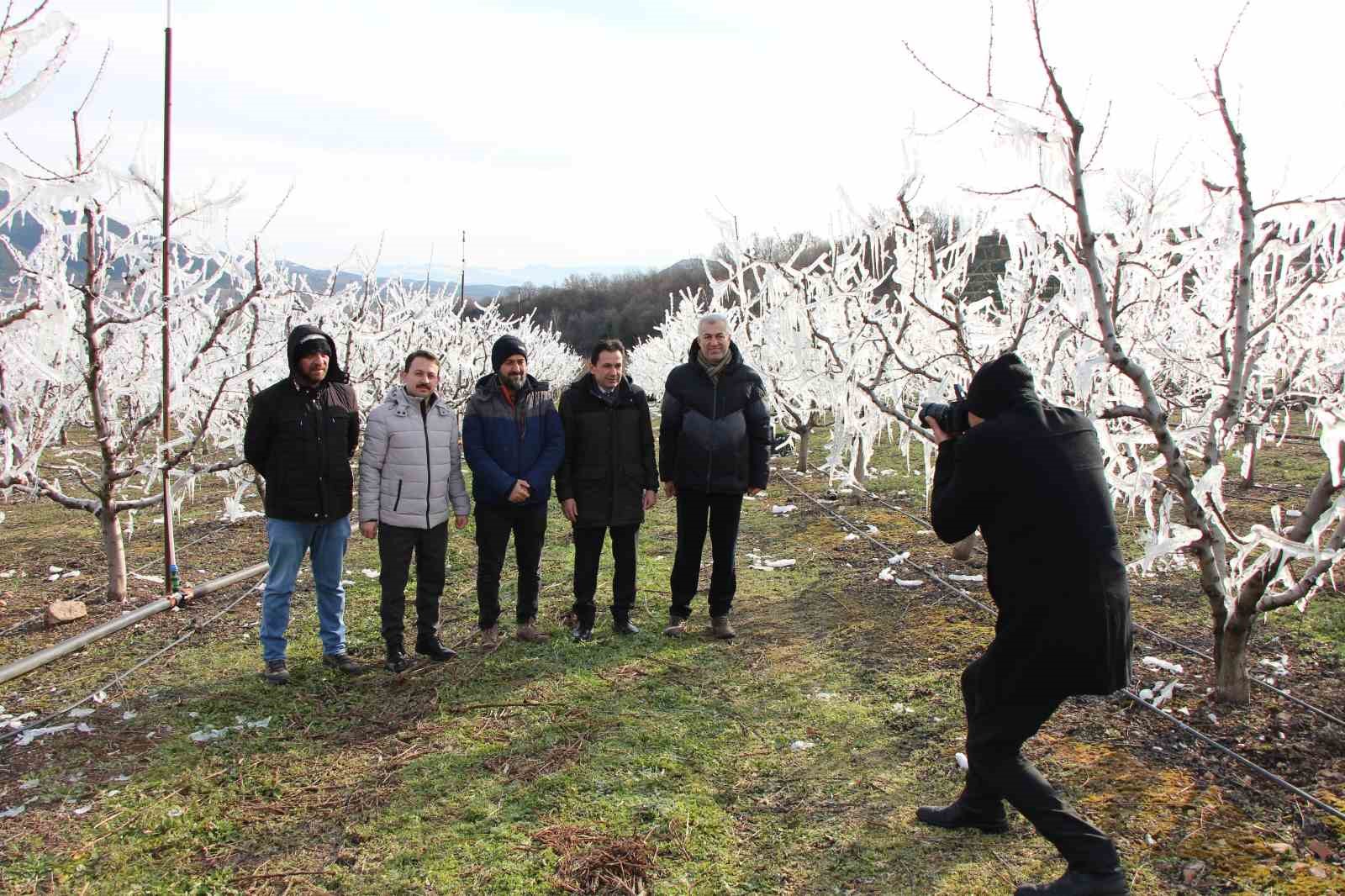 Amasyalı çiftçi 400 ağacı aşırı soğuktan korumak için dondurdu, görenler şaştı kaldı
