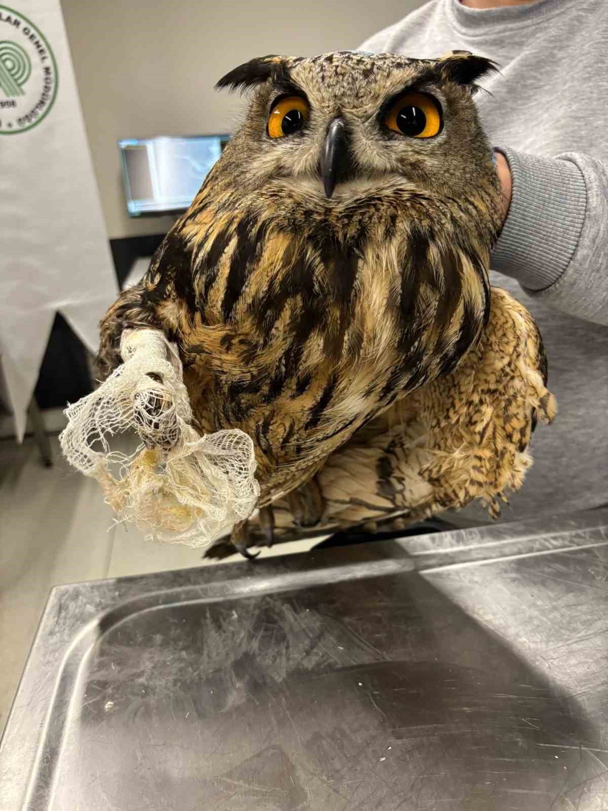 Yaralı yaban hayvanları emin ellerde
