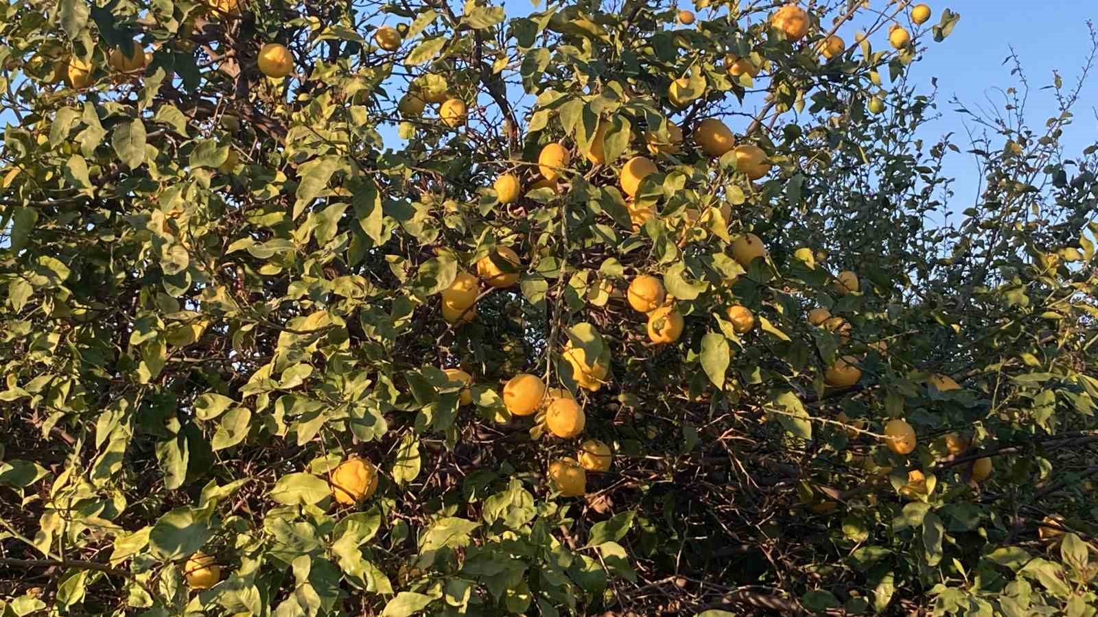 Zirai don çiçek açmış ağaçlara yüzde 100, seralaraki ürüne yüzde 30 zarar verdi
