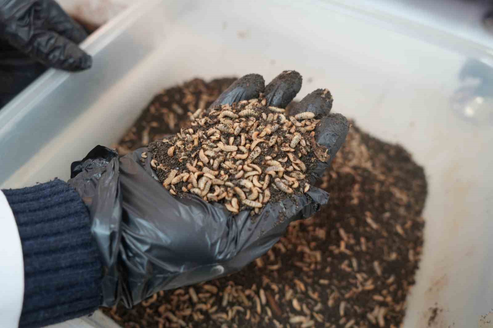 Bilim adamlarından organik atık yiyen siyah asker sineği böceği: "Yiyemedikleri hiçbir şey yok"