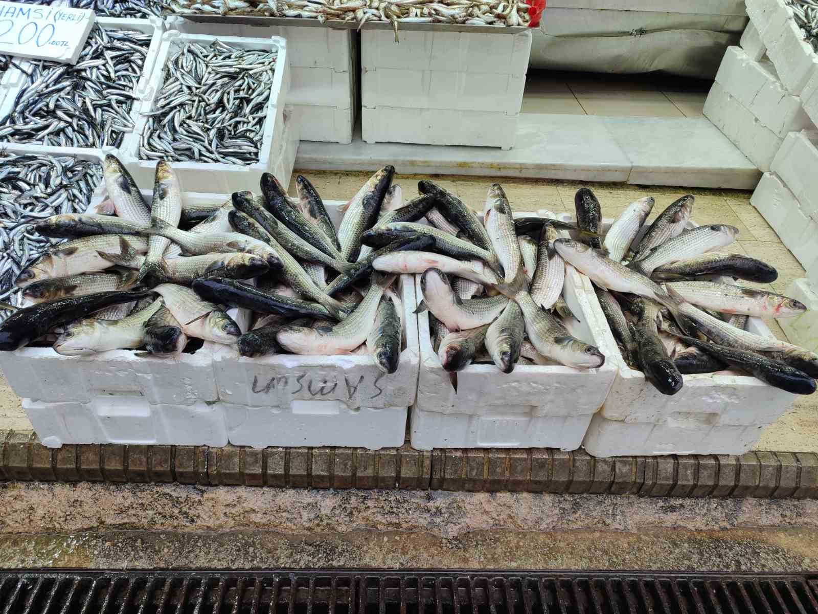 Vitamin deposu kefal 200 liradan satışa sunuluyor