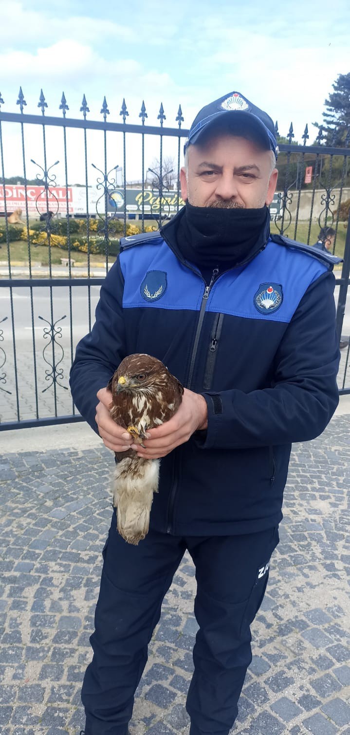 Zabıtanın dikkati doğanı kurtardı
