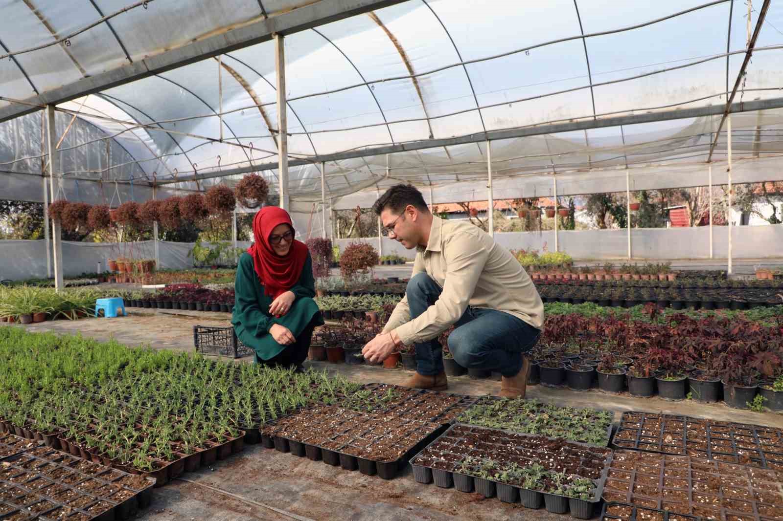 10 yılda 26 milyon s&uuml;s bitkisi &uuml;retildi
