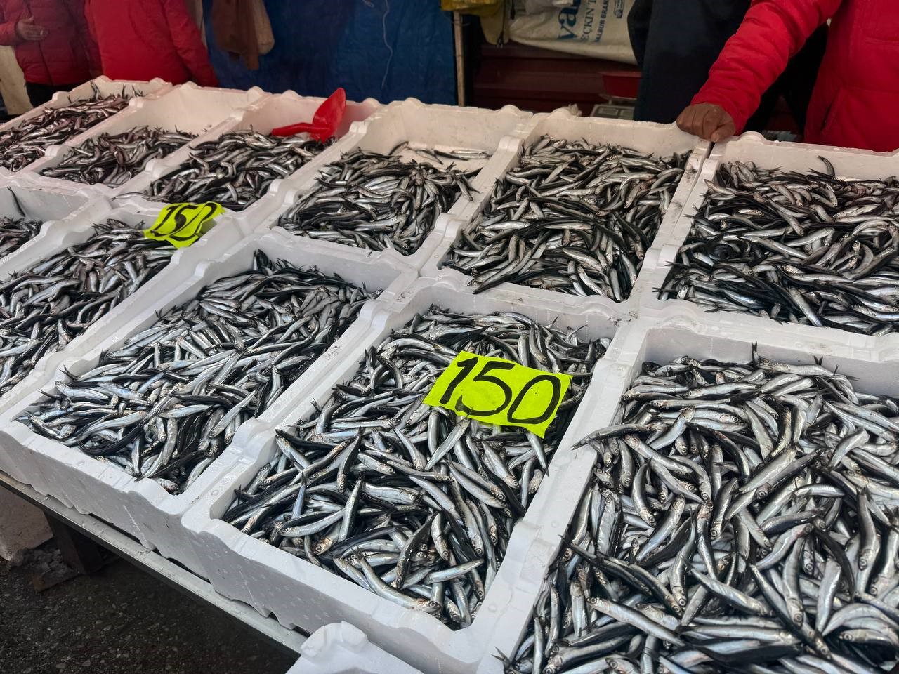 Hamsinin fiyatı d&uuml;şt&uuml;, vatandaş yoğun ilgi g&ouml;sterdi
