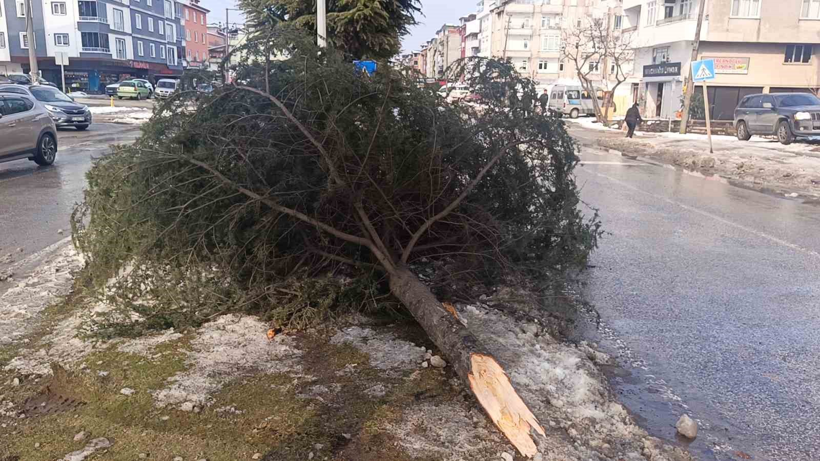 Ordu&rsquo;da kontrolden &ccedil;ıkan pikap ağaca &ccedil;arptı: 1 yaralı
