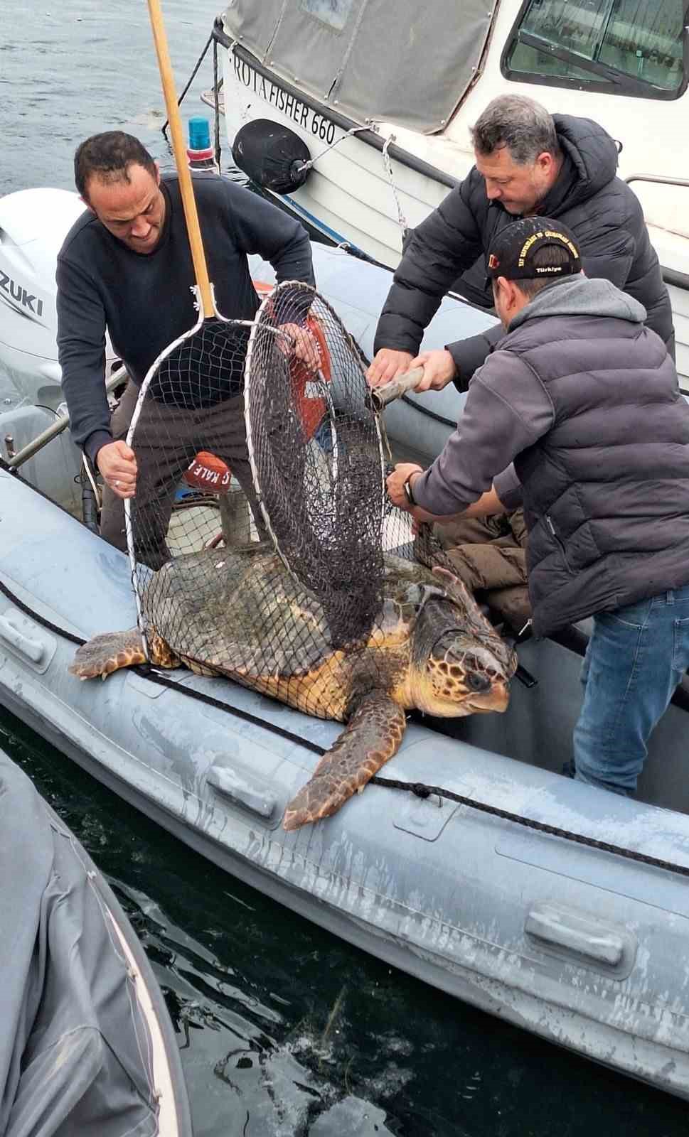 Çanakkale Boğazı’nda yolunu şaşıran caretta caretta yat limanına girdi 
