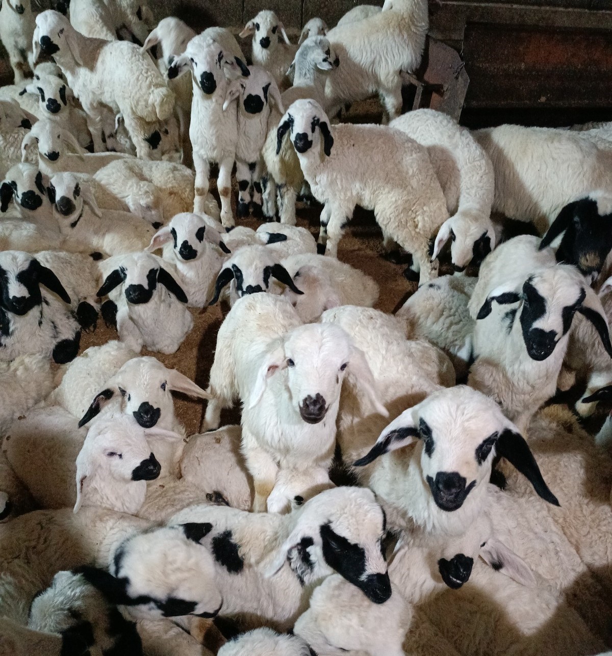 &Uuml;z&uuml;ml&uuml;&rsquo;de 60 bin kuzu k&uuml;pelenecek
