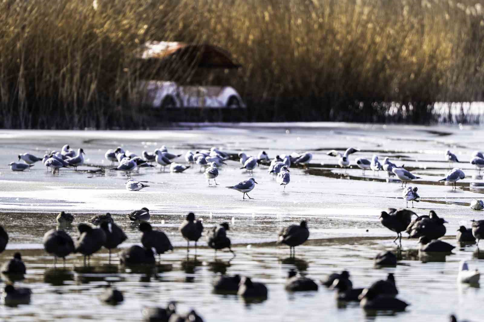 Buz tutan Mogan Gölü’nde kartpostallık görüntüler ortaya çıktı