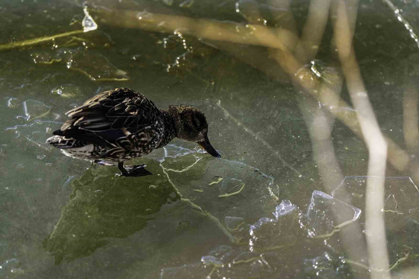 Buz tutan Mogan G&ouml;l&uuml;&rsquo;nde kartpostallık g&ouml;r&uuml;nt&uuml;ler ortaya &ccedil;ıktı
