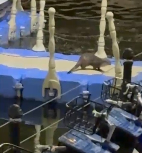 Tokat&rsquo;ta nesli t&uuml;kenme tehlikesi altındaki su samuru g&ouml;r&uuml;nt&uuml;lendi
